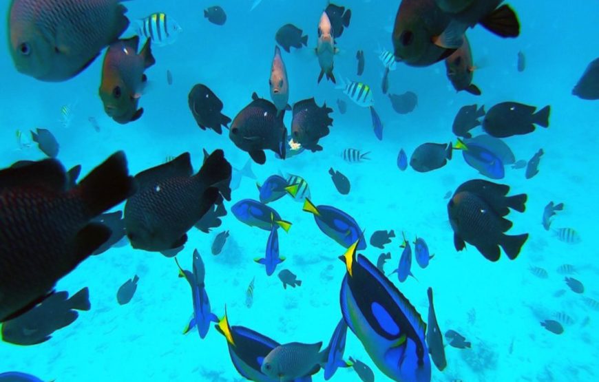 Mnemba snorkeling and dolphin experience