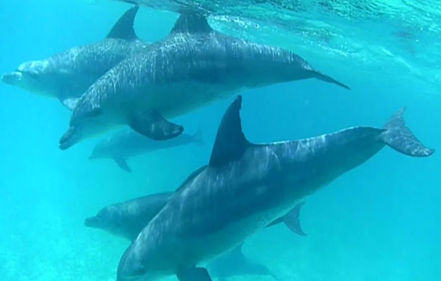 Mnemba snorkeling and dolphin experience