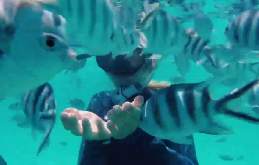 Mnemba snorkeling and dolphin experience