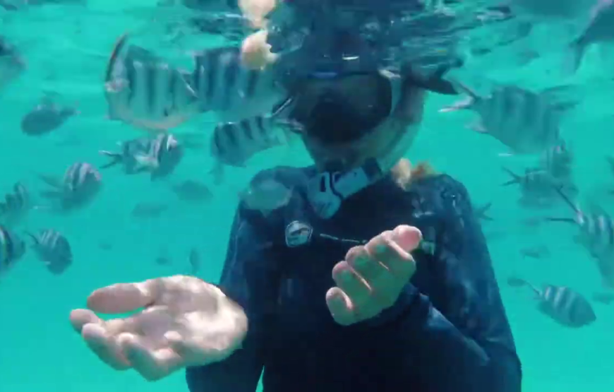 Mnemba snorkeling and dolphin experience