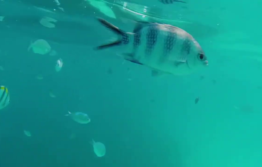 Mnemba snorkeling and dolphin experience