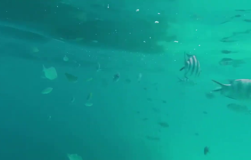 Mnemba snorkeling and dolphin experience