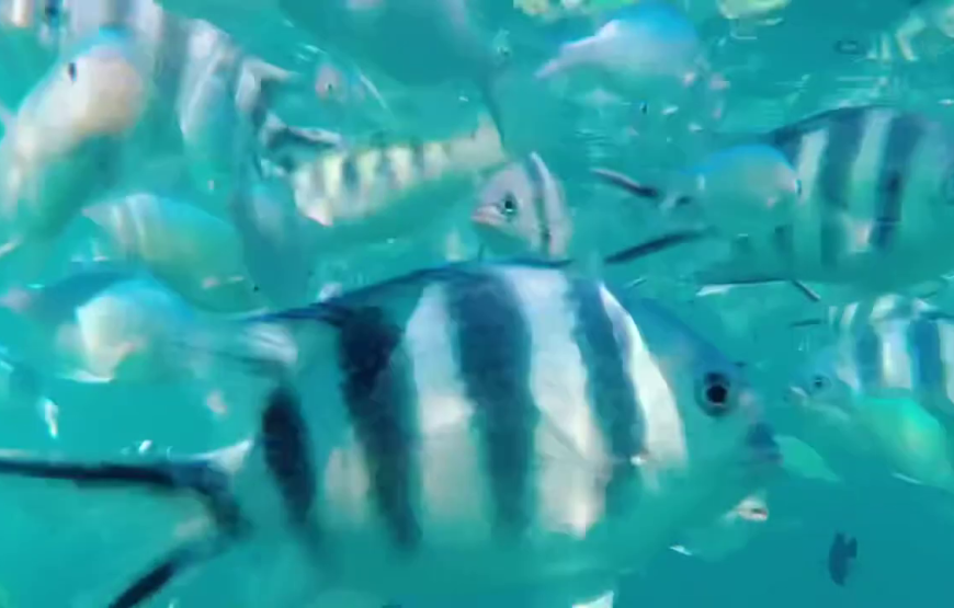 Mnemba snorkeling and dolphin experience