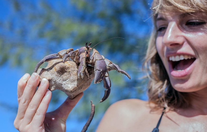 Safari Blue Adventure