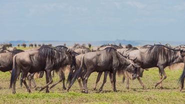 serengeti wildebeest migration
