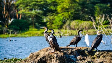 safari lodges in masai mara