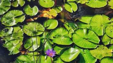 eco-friendly accommodations in kenya