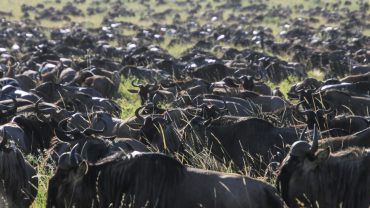 serengeti wildebeest migration