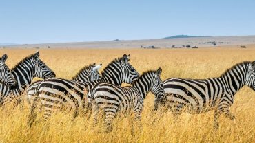 kilimanjaro trekking wildlife encounters