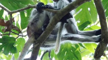 Jozani Forest Zanzibar: Red Colobus Monkeys & Nature Trails