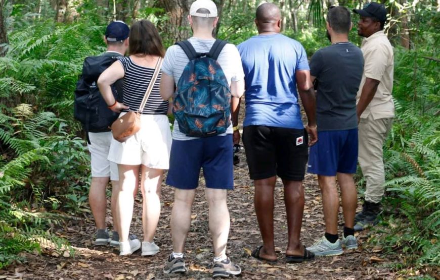 Jozani Forest Tour