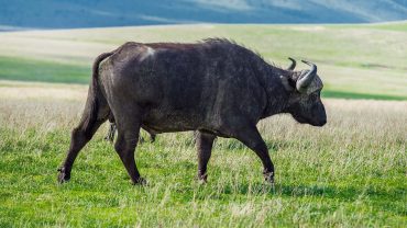 How Much Does a Tanzania Safari Cost in 2026? A Complete Price Breakdown
