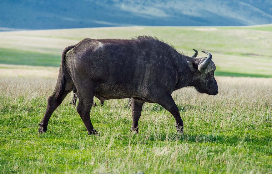 The Serengeti Gateway (5 Days / 4 Nights Safaris)