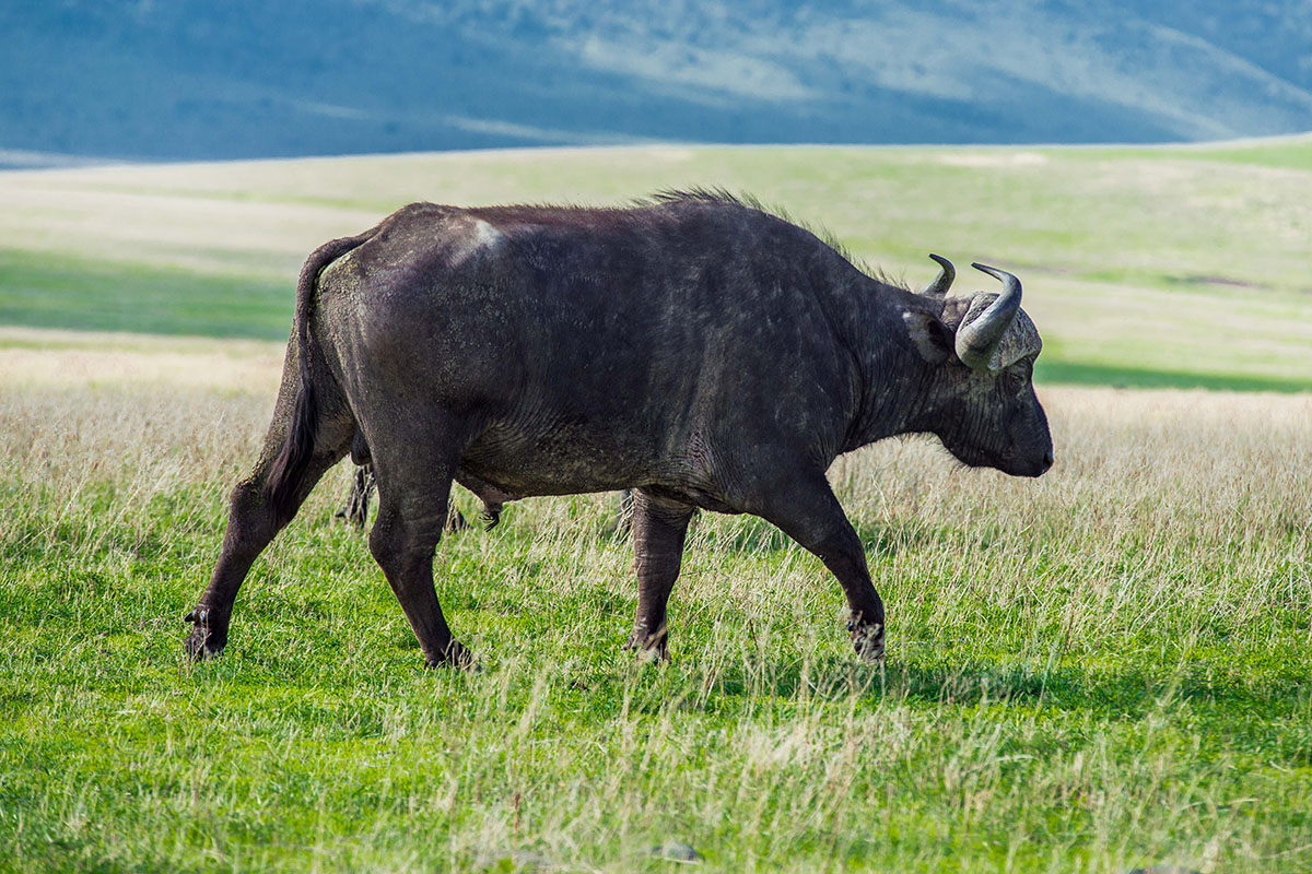 Day 5: Ngorongoro Crater → Arusha