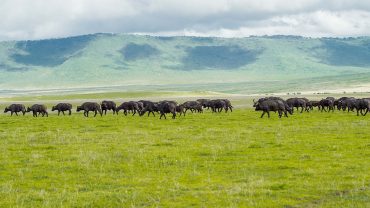 Tanzania Park Reviews: A Guide to the Top Safari Parks
