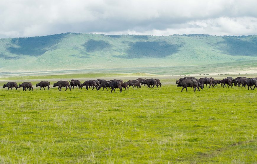 The Wild Heart (6 Days / 5 Nights safaris)