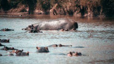 Best Time to Visit the Serengeti: A Month-by-Month Guide to the Great Migration