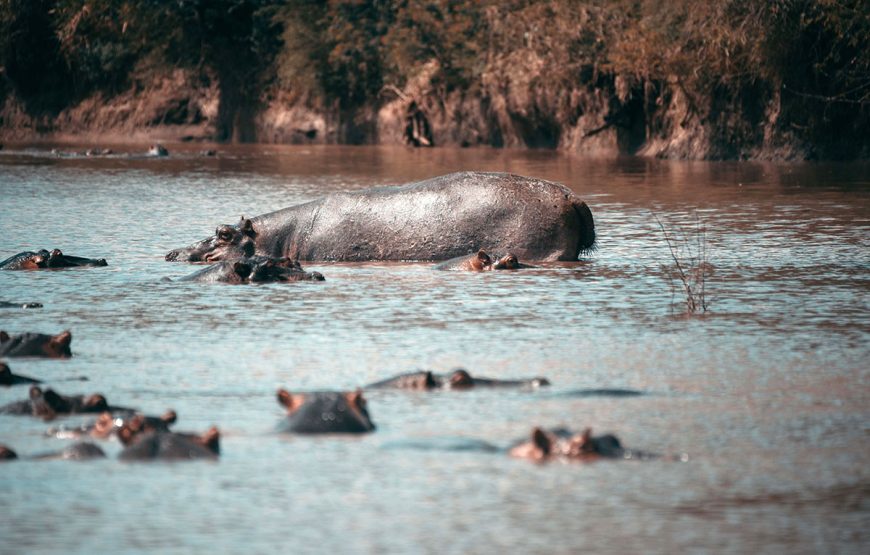 The Wild Heart (6 Days / 5 Nights safaris)