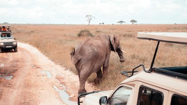 The Perfect 10-Day Tanzania Itinerary: Serengeti, Ngorongoro and Zanzibar
