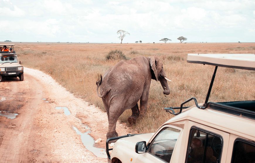 The Serengeti Gateway (5 Days / 4 Nights Safaris)