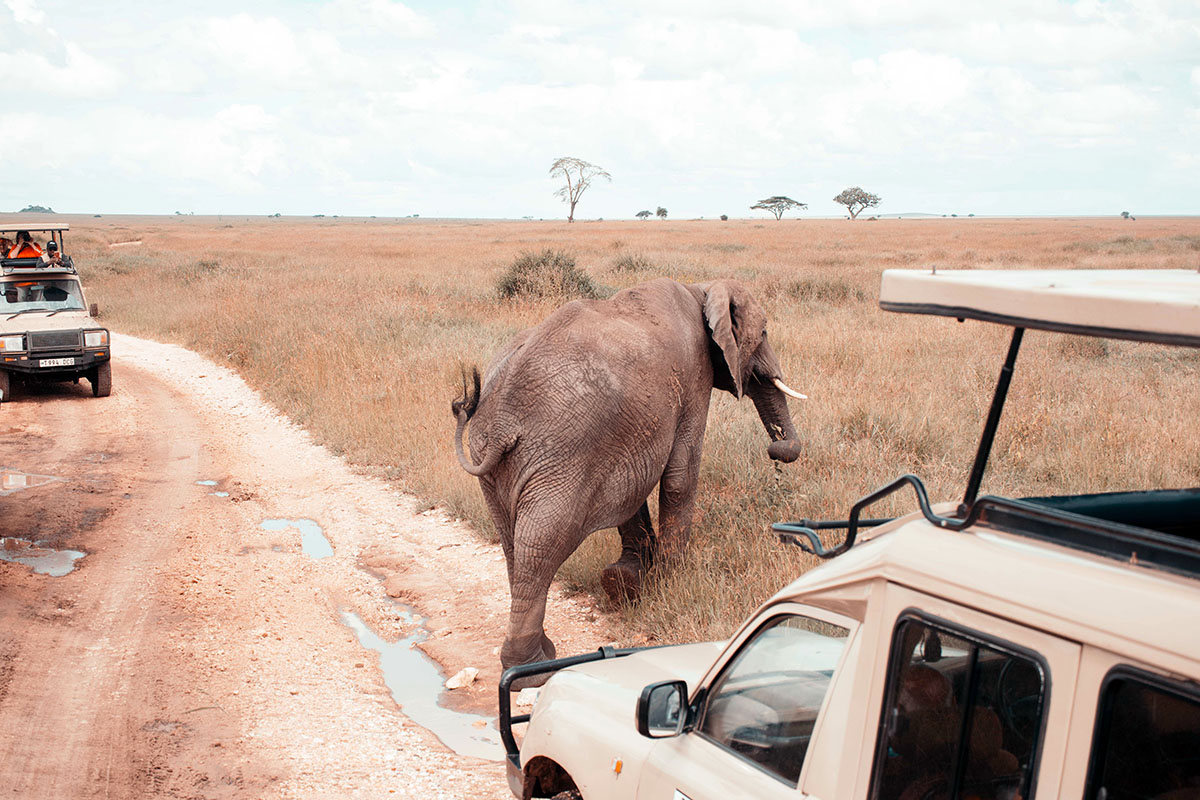 Days 4–5: Serengeti National Park (2 Nights)