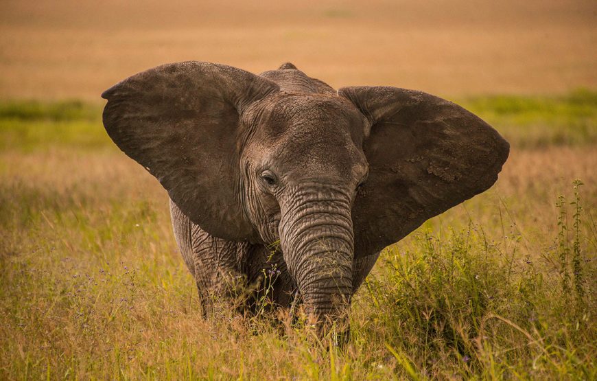 The Wild Heart (6 Days / 5 Nights safaris)