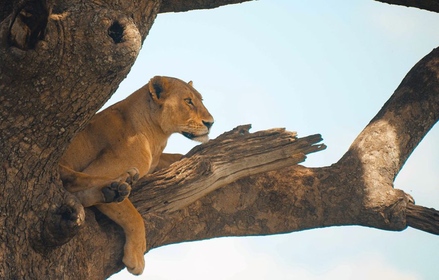 The Grand Northern Expedition (9 Days / 8 Nights Safaris)