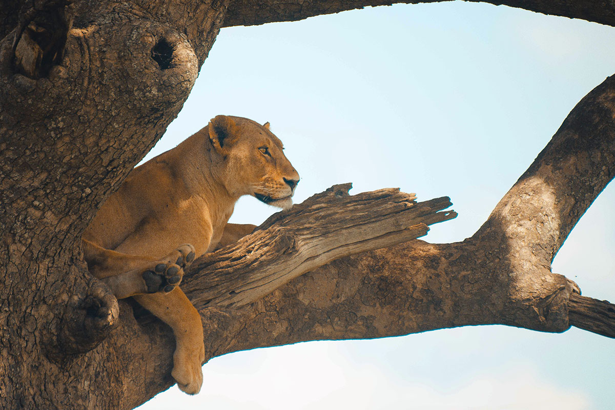 Days 3–4: Serengeti National Park (2 Full Days)