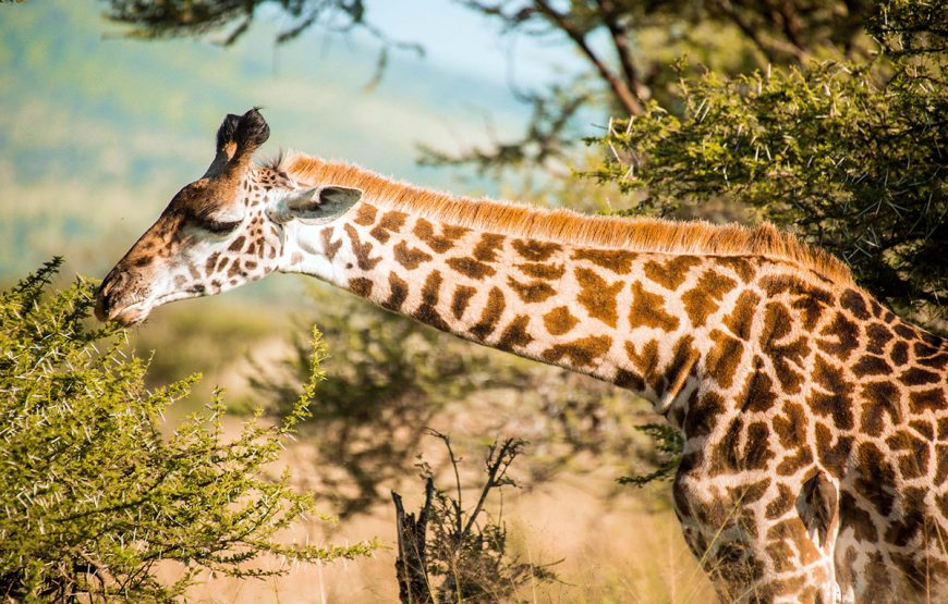 The Wild Heart (6 Days / 5 Nights safaris)