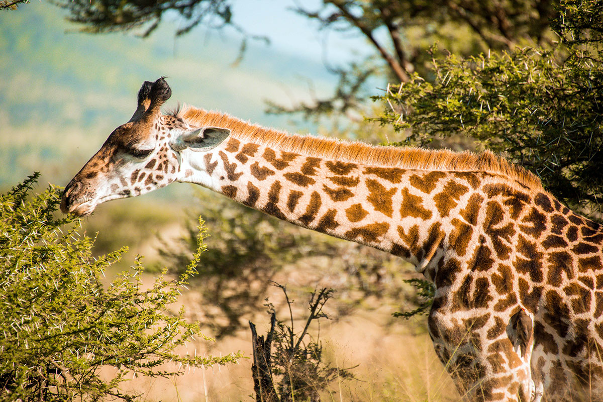 Days 4–7: Serengeti National Park (4 Nights)