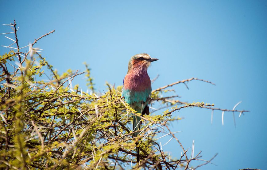 The Serengeti Gateway (5 Days / 4 Nights Safaris)