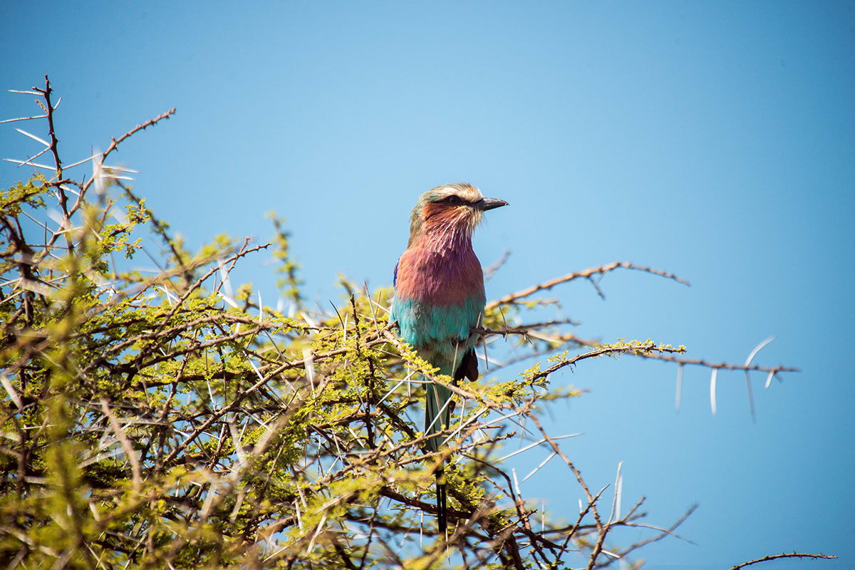 Day 6: Ngorongoro Crater → Arusha