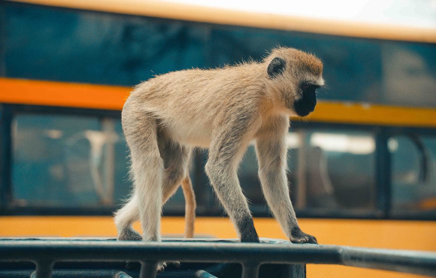 The Serengeti Gateway (5 Days / 4 Nights Safaris)