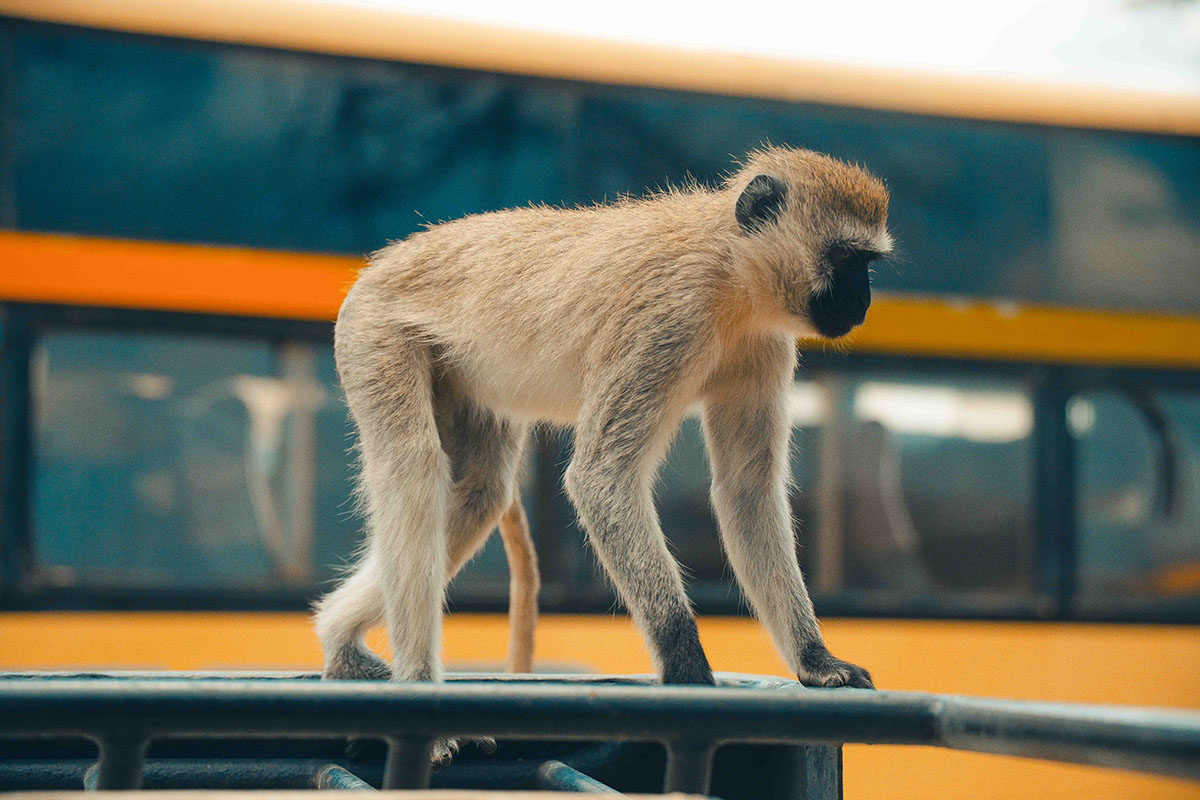 Day 3: Full Day Serengeti Safari