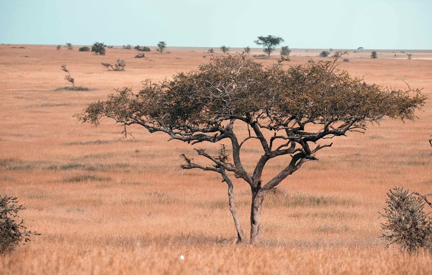 The Wild Heart (6 Days / 5 Nights safaris)