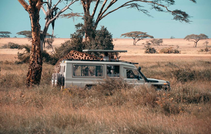 The Explorer’s Odyssey (8 Days / 7 Nights Safaris)