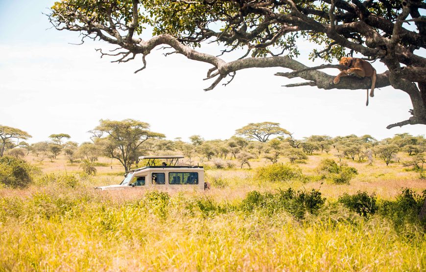 The Grand Northern Expedition (9 Days / 8 Nights Safaris)