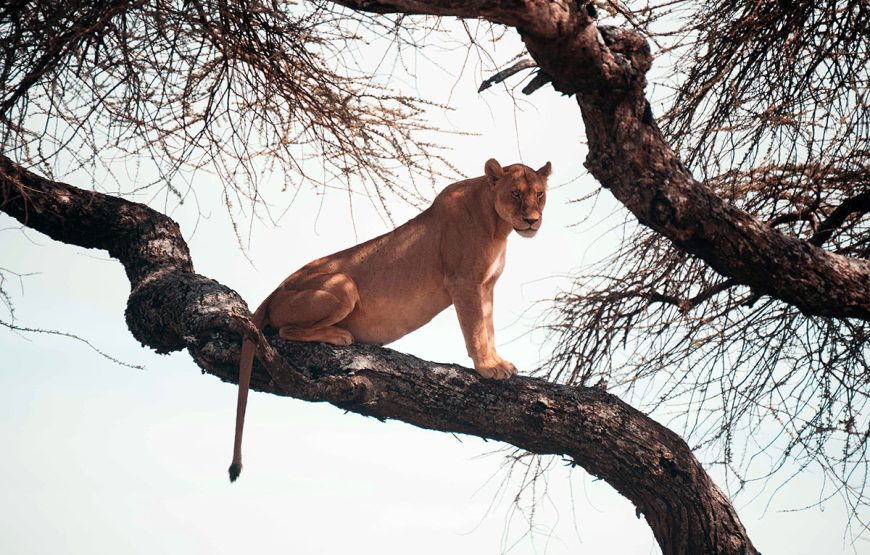 The Grand Northern Expedition (9 Days / 8 Nights Safaris)