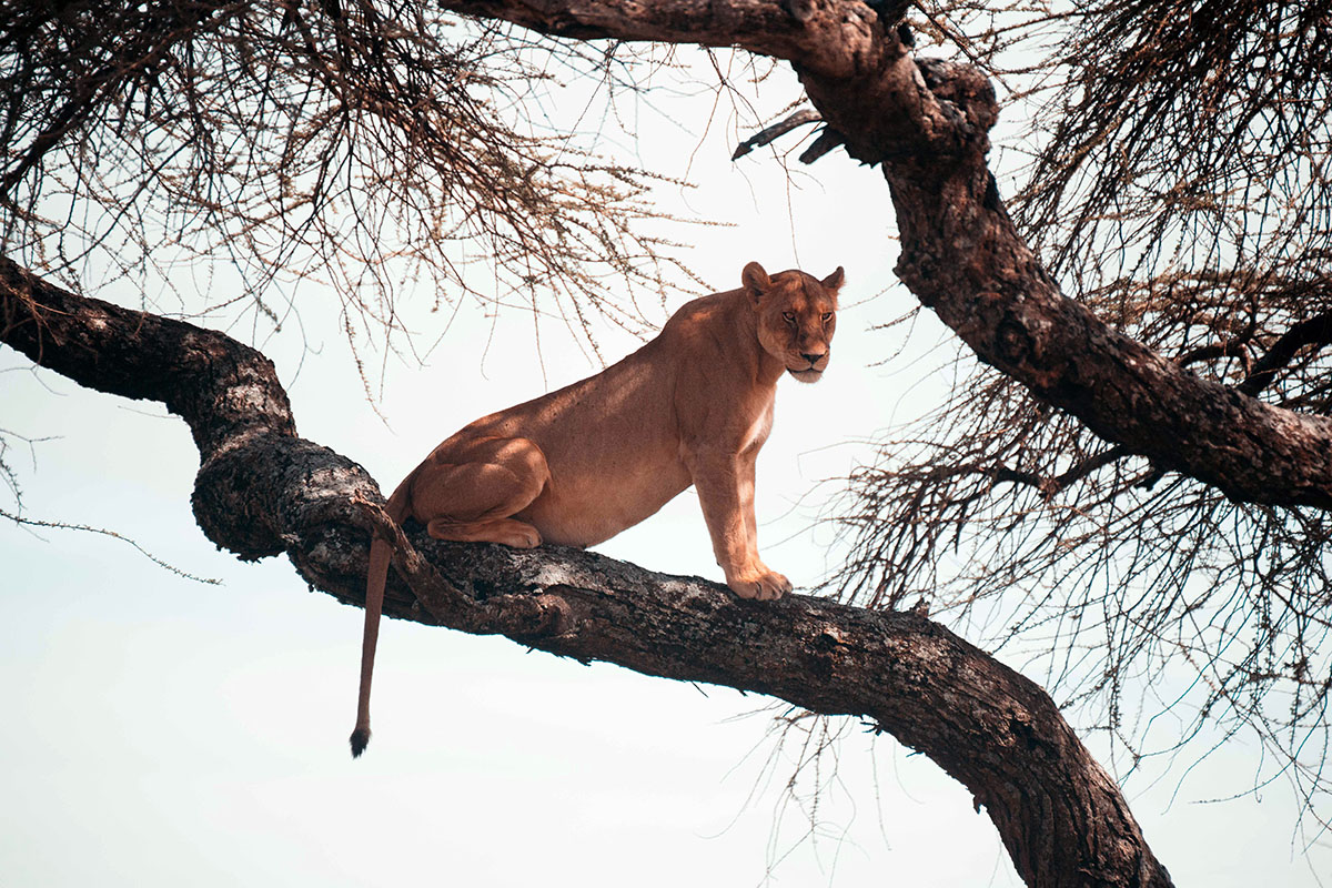 Day 1: Tarangire National Park