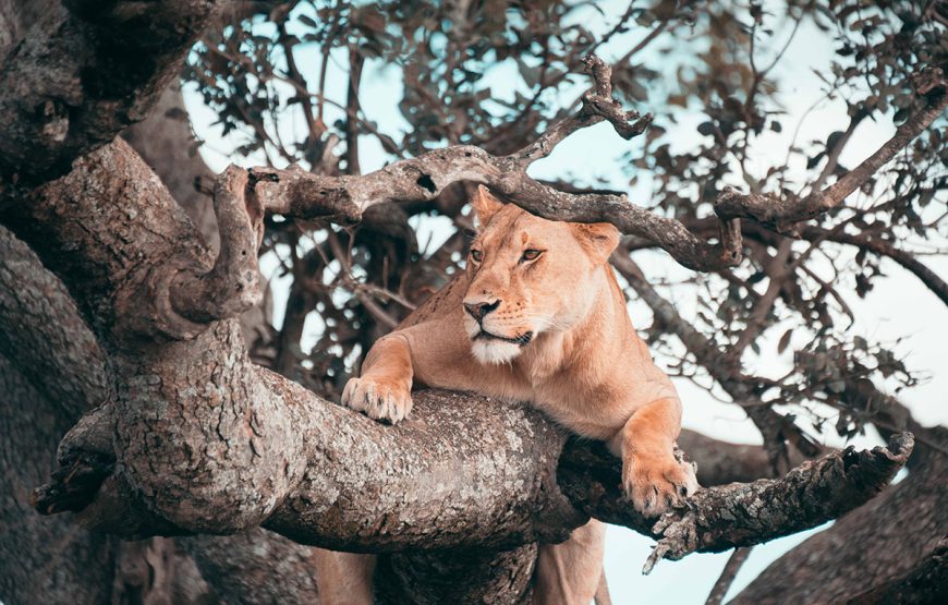 The Wild Heart (6 Days / 5 Nights safaris)