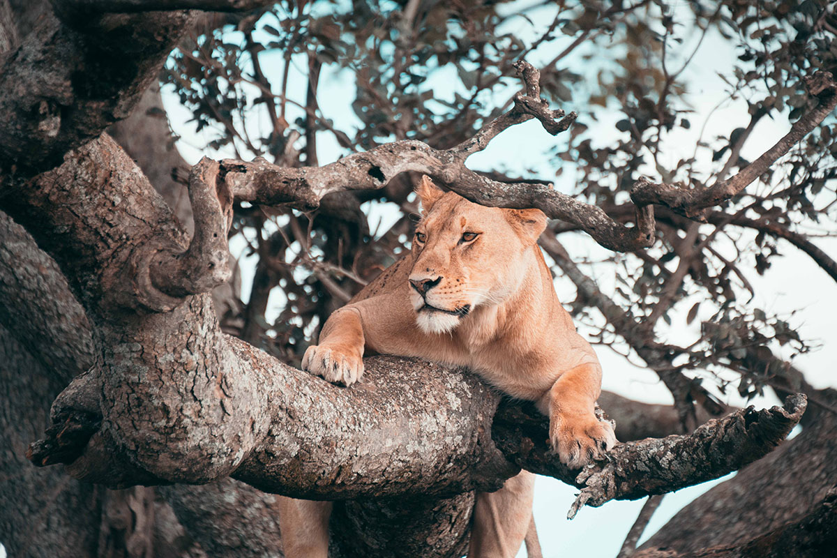 Day 1: Arusha → Tarangire National Park