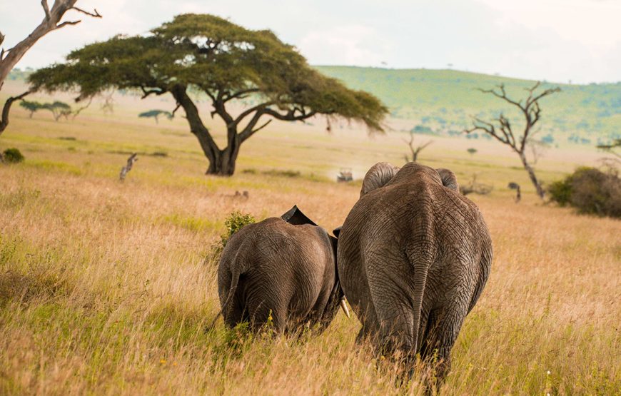The Wild Heart (6 Days / 5 Nights safaris)