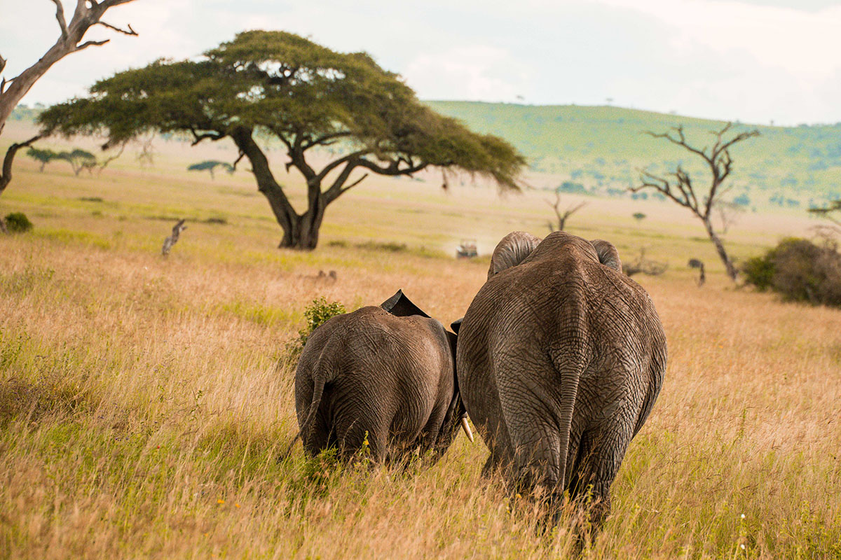Day 2: Arusha → Tarangire National Park