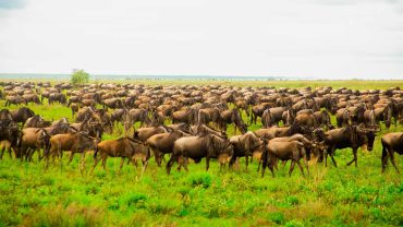 Serengeti Safari in Tanzania: Migration, Wildlife & Best Time