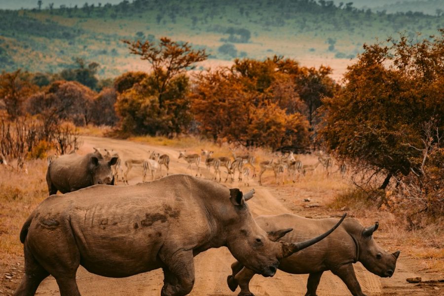 Kenya's northern and southern safari circuits meeting the Indian Ocean coast