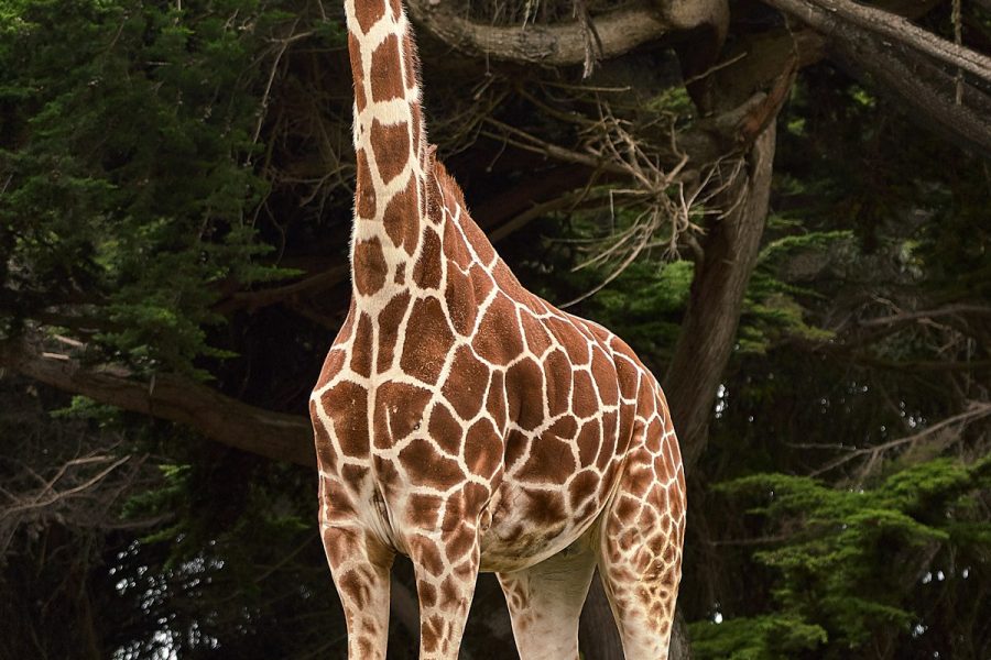 Reticulated giraffe and Grevy's zebra in Samburu National Reserve, Kenya