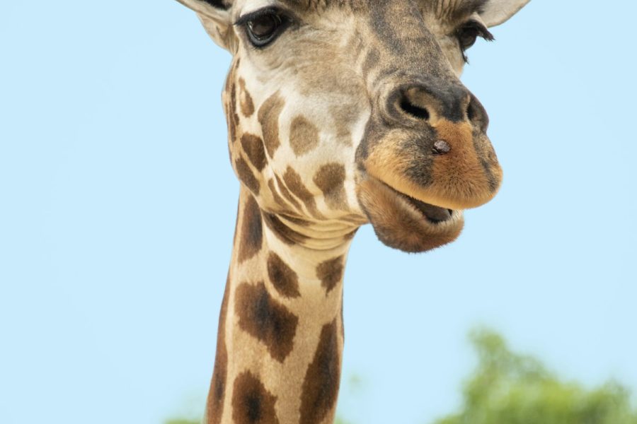Giraffe with the Nairobi skyline behind at Nairobi National Park, Kenya