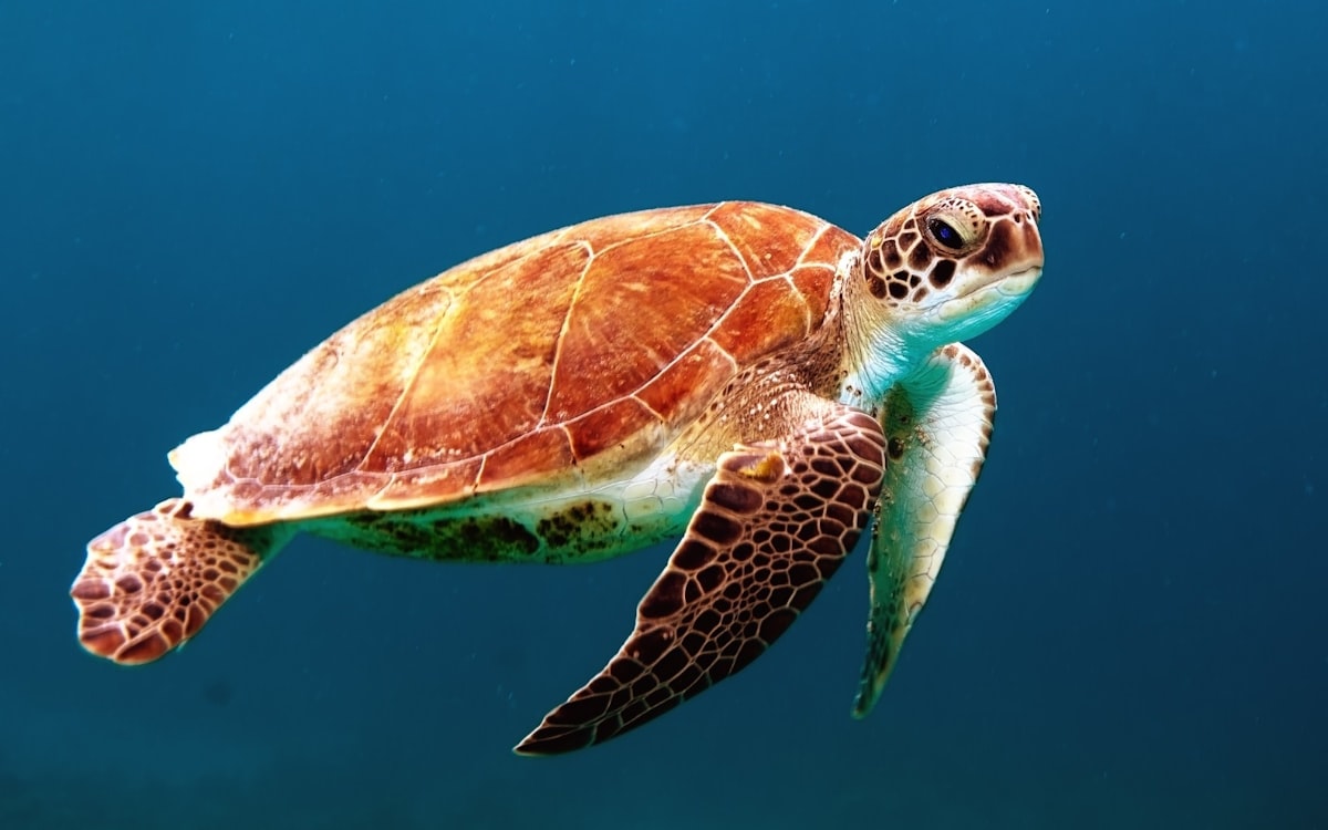 Sea turtle swimming in the protected waters off the Tanzania coast