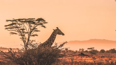 Luxury safari lodge overlooking the Tanzania savannah at sunset