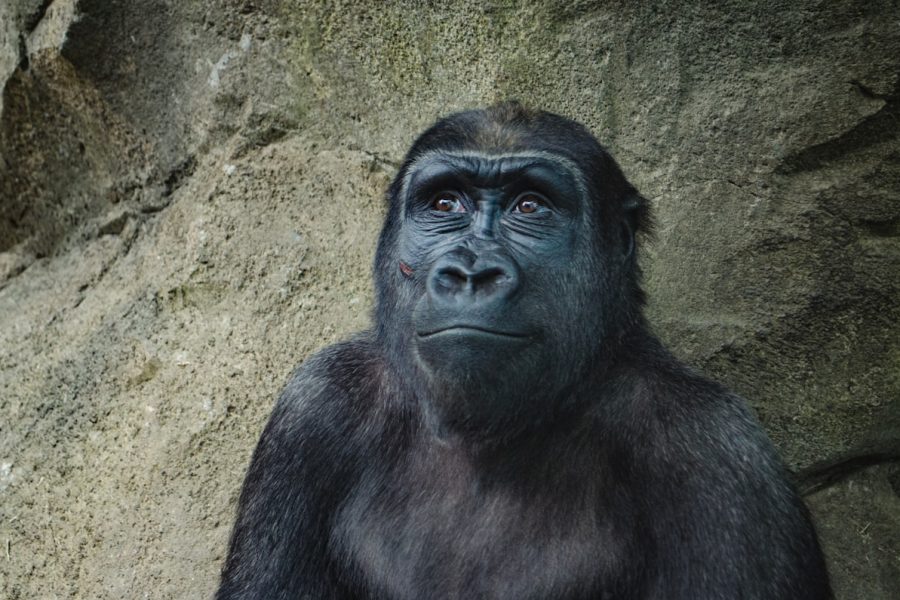 Chimpanzee in the rainforest of Kibale National Park, Uganda